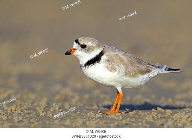 Piping plover (Charadrius melodus), male in breeding plumage stands on the beach, USA, Florida
