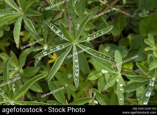 Morning water droplets rest on lupine leaves in summer, High Divide Loop Trail, Olympic National Park, Olympic Peninsula, Washington