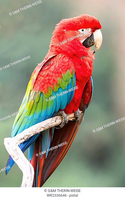 Red-and-green macaw (Ara chloropterus), Buraco das Araras, Mato Grosso do Sul, Brazil, South America