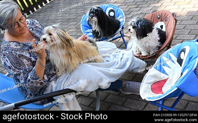 03 September 2021, Saxony, Eilenburg: Insurance saleswoman Ivette Starcke sits in her garden with her Havanese dogs Vanja, Otto and Arthur (r-l)