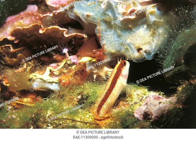 Zoology - Fishes - Parablennius rouxi on sea floor