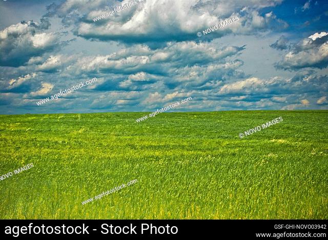 Field of Grass and Cloudy Sky