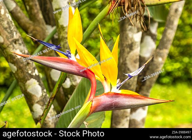 Furnas, Sao Miguel Island, Azores, Portugal: closeup of a crane flower (Strelitzia reginae) in a botanical garden