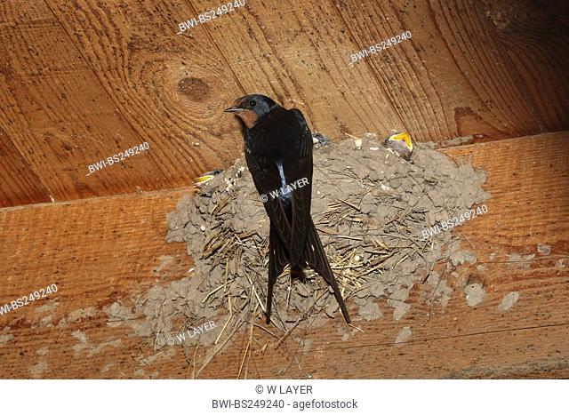 barn swallow Hirundo rustica, at its nest at the ceiling of a stable