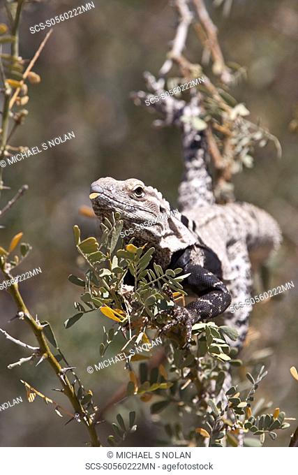 San Esteban spiny-tailed iguana Ctenosaura conspicuosa, an endemic iguana found only on Isla San Esteban in the Gulf of California Sea of Cortez