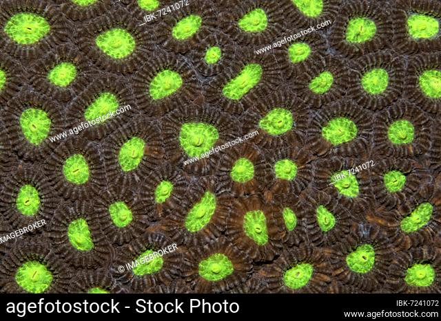 Detail of stony coral with indented polyps (Favia speciosa), green, Banda Sea, Pacific Ocean, Saparua, Island, Moluccas, Indonesia, Asia