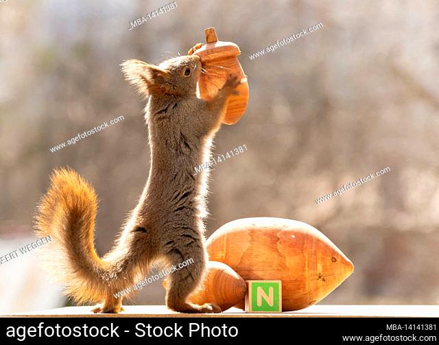 red squirrel is holding a acorn and beneath a capital