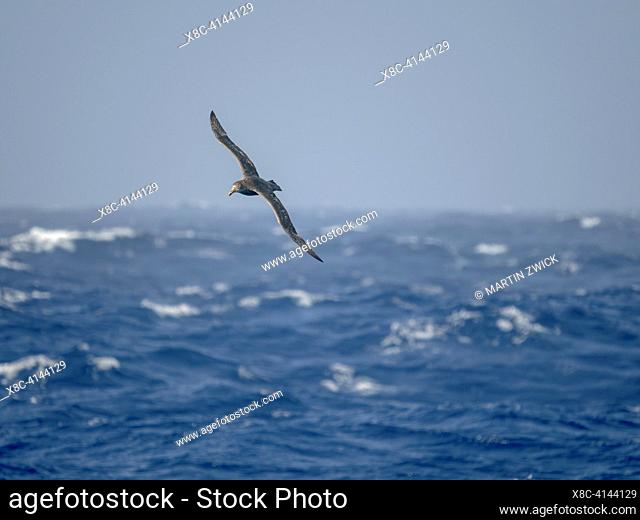 Southern Giant Petrel (Macronectes giganteus) in flight over the stormy Drake Passage, Antarctica, February