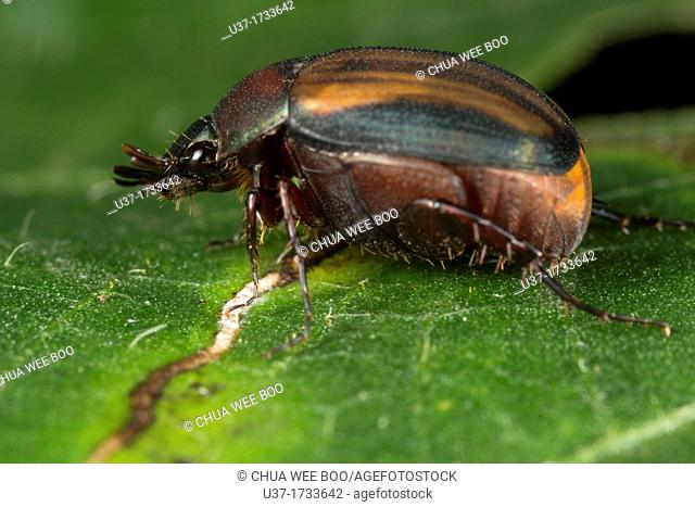 Beetle. Image taken at Kampung Skudup, Sarawak, Malaysia