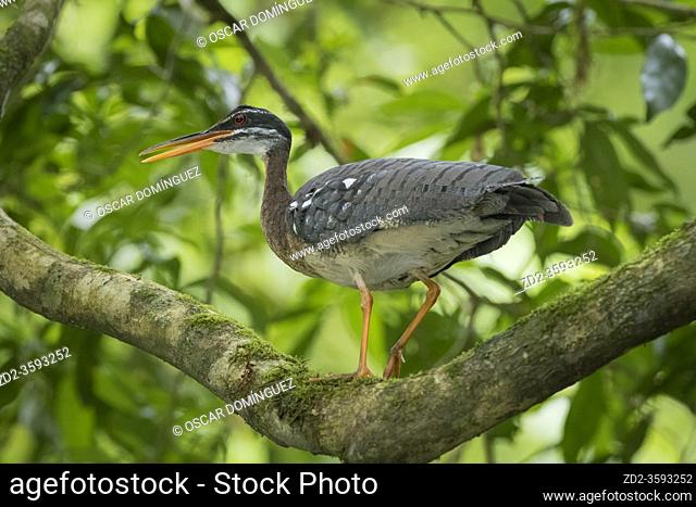 Sunbittern (Eurypyga helias) perched on branch. Puerto Viejo river. Heredia province. Costa Rica