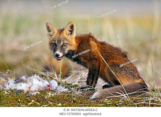 Red Fox - young - dark phase - eating a Snowshoe Hare (Vulpes vulpes)