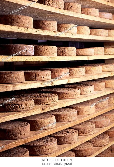 Wheels of Toma piemontese cheese ripening on shelves