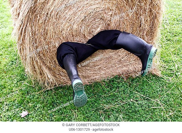 A man rolled up in a hay bale with his legs hanging out