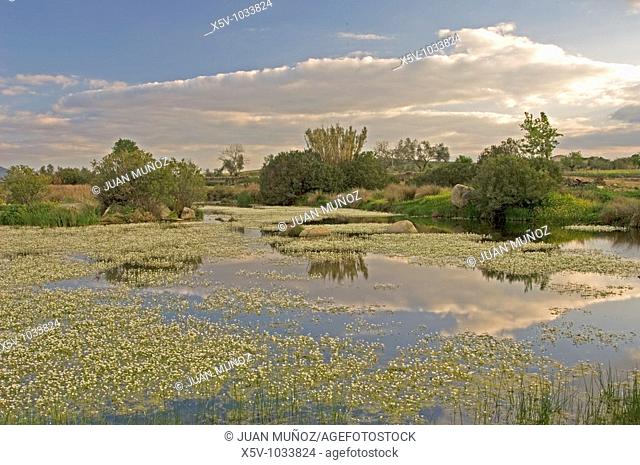 River landscape in spring. Badajoz province. Extremadura. Spain