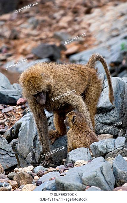 An Olive Baboon Mother Looks After Her Juvenile
