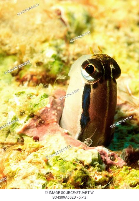 Blenny peeking out of coral reef