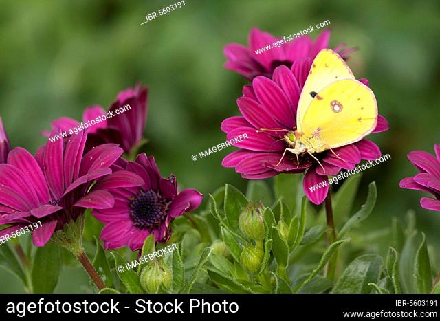 Clouded dark clouded yellow (Colias croceus) adult, feeding on the flowers of Cape daisies (Osteospermum sp.) in the garden, England, United Kingdom, Europe