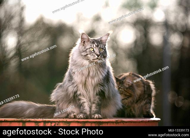 two maine coon cats outdoors together with copy space. one cat is smelling the other