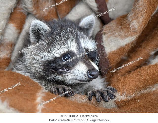 08 June 2019, Brandenburg, Sieversdorf: A young raccoon lies nestled in a blanket in a garden. The ""foundling"", who had previously walked across a property...