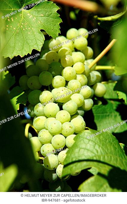 Wine grapes on a vine, Kaysersberg, Alsace, France, Europe