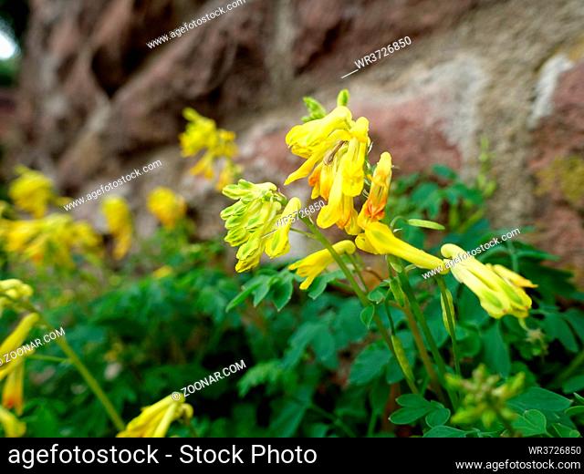 Gelber Lerchensporn (Pseudofumaria lutea, Syn. Corydalis lutea) wächst in den Fugen der Schlossmauer, Heidelberg, Baden-Württemberg, Deutschland