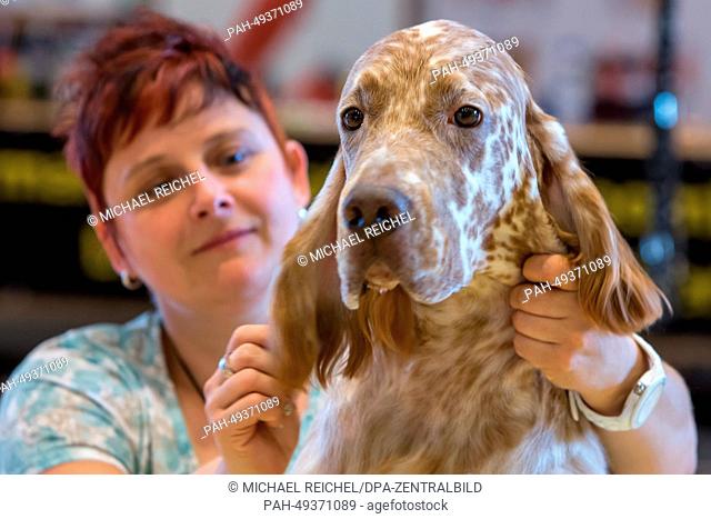 Groomer Tanja Istvan from Tuebingen grooms English Setter Fred at the trade fair grounds in Leipzig, Germany, 14 June 2014