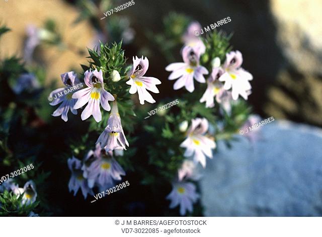 Eyebrigth or eyewort (Euphrasia rostkoviana or Euphrasia officinalis) is a medicinal hemi-parasitic herb native to Europe (alpine and sub-alpine biomes)