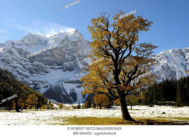 Sycamore Maple (Acer pseudoplatanus) with autumnal foliage, in front of snow-covered mountains, Ahornboden, Eng, Vorderriss, Tirol, Austria, Europe