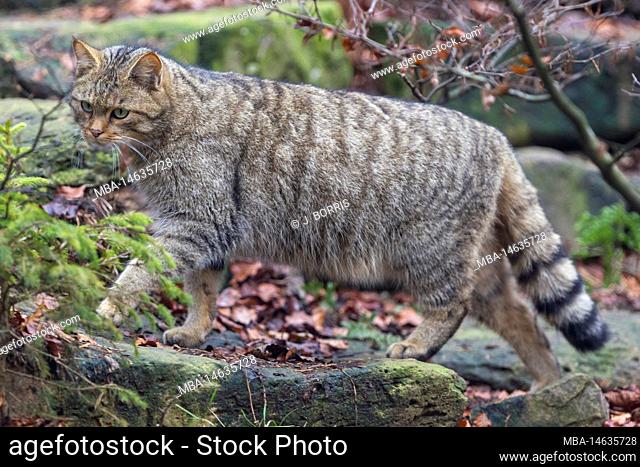 Wildcat, Felis silvestris