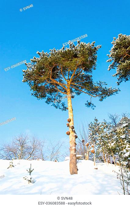 Cast iron pots hung on a pine tree on a clear Sunny day