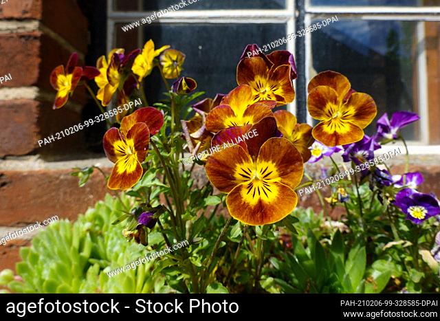 15 May 2020, Saxony, Bad Schandau: Garden pansies grow in front of a window of a brick house. The plants bloom in summer and grow about 23 centimeters high