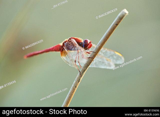 Red-veined darter (Sympetrum fonscolombii) or nomad sitting on a blade of grass, Ebro delta, Catalonia, Spain, Europe