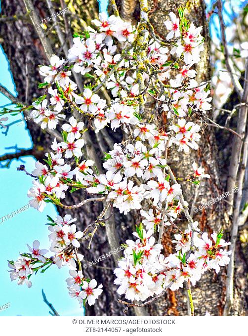 Flowering tree in spring, Northwest of Spain