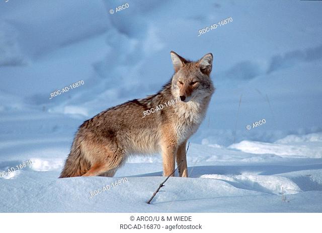 Coyote Yellowstone national park USA Canis latrans side