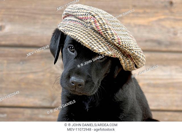 DOG Labrador puppy wearing a cap ( black, 6 weeks old )