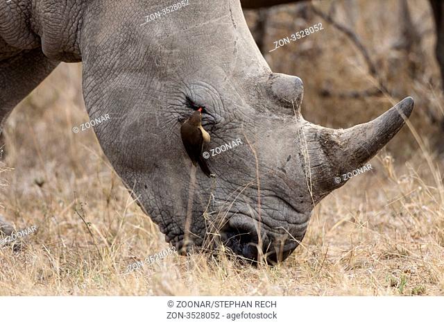 Breitmaulnashorn Ceratotherium simum im Porträt - White Rhino Ceratotherium simum