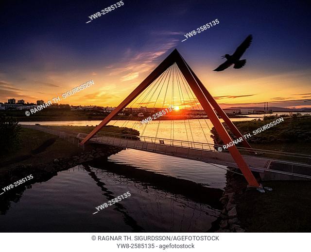 Seagull flying at sunset. Footbridge over Ellidaar river, Ellidaar bridge, Reykjavik, Iceland