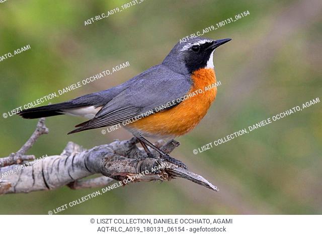 White-throated Robin perched on branch, White-throated Robin, Irania gutturalis
