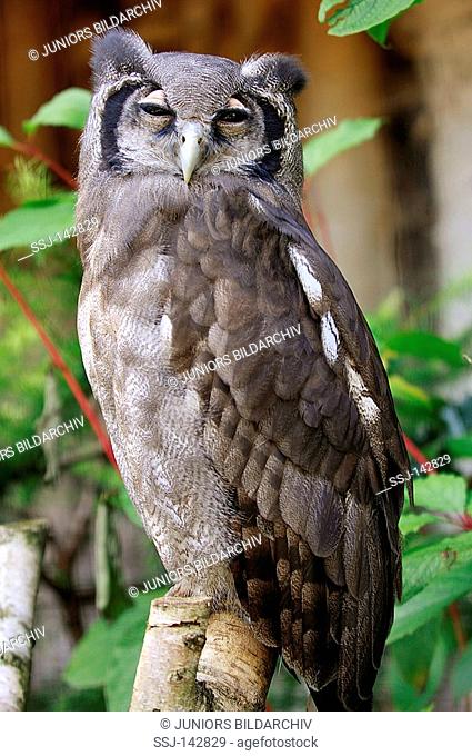 Verreaux's eagle owl / Bubo lacteus