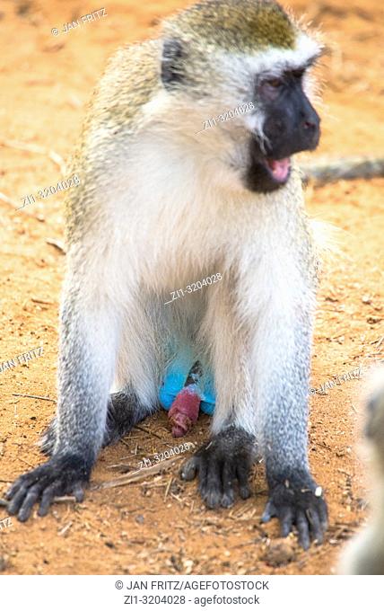 monkey (chlorocebus pygerythrus) with blue penis in Tsavo East Wildpark, Kenya