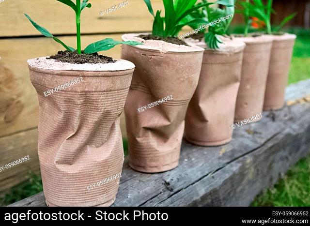 paper pots for flowers. Transplanting house flowers