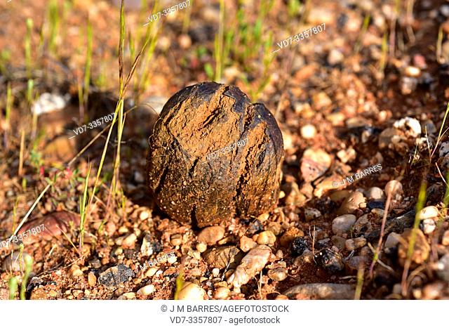 Bohemian truffle or dead man's foot (Pisolithus tinctorius or Pisolithus arhizus) is a spherical fungus. This photo was taken in Arribes del Duero Natural Park