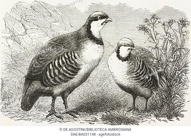 Chukar partridge (Alectoris chukar), life drawing by Deyrolle, from Travels in Lazistan and in Armenia, 1869, by Theophile Deyrolle (1844-1923)