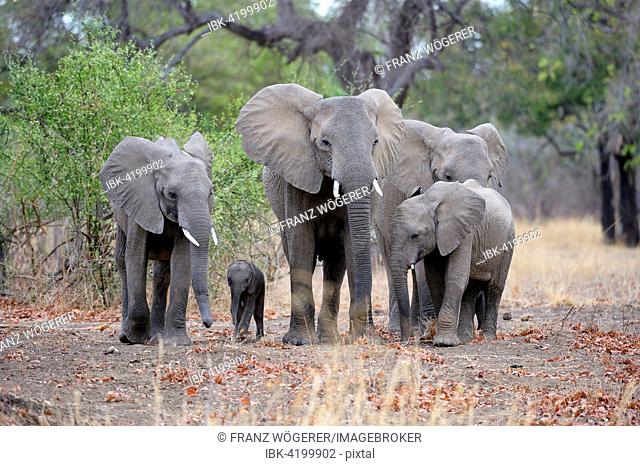 African Elephants (Loxodonta africana), family group, different ages, South Luangwa National Park, Zambia