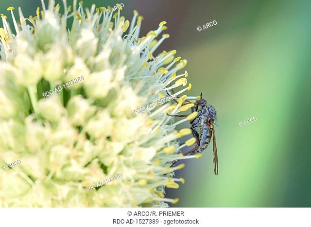 Empis tessellata, Welsh onion, bunching onion, long green onion, Japanese bunching onion, spring onion, natural park Frau-Holle-Land, Lower Saxony, Germany