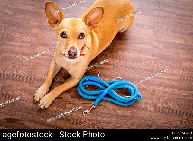 chihuahua dog waiting for owner to play and go for a walk with leash , isolated on wood background