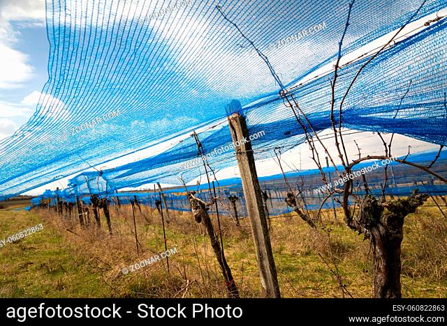 blue net protecting a vineyard from birds in winter