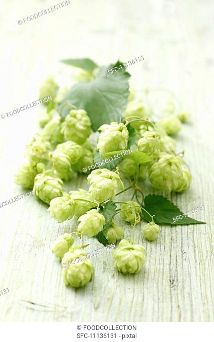 Hops sprouts on a wooden surface