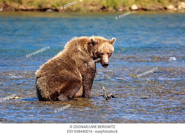 Alaskan brown bear (grizzly bear) sitting in the riverbed of Moraine Creek, Katmai National Park, A