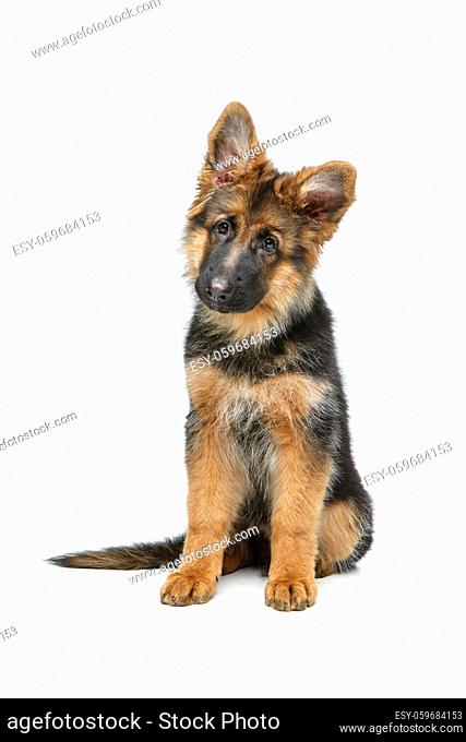 beautiful 4 month old german shepard puppy dog isolated on white background. copy space